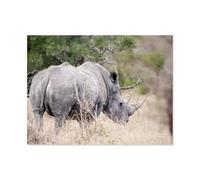 Rhinocéros en Retraite，Puzzles pour Adultes Puzzle 1000 Pièces pour Adolescents Adultes Jeux De Puzzles Amusants uzzle en Papier Cadeaux De Noël Et d'anniversaire（50x70cm）-AU4