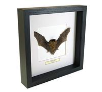 Rhinolophus lepidus - rhinolophe - Vrai Insect de taxidermie monté sous Verre dans Un Cadre Fait Main en Bois Noir