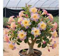 Rhizomes de rose du désert vivace pour les bijoux de terrasse et l'érection du jardin Rose du désert - Facile à entretenir - 3Rhizome-E