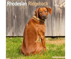 Rhodesian Ridgeback - Afrikanischer Löwenhund 2025 - 16-Monatskalender