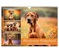 Rhodesian Ridgeback - Athlet mit Rückenkamm (Wandkalender 2026 DIN A4 quer), CALVENDO Monatskalender: Muskelpaket aus Südafrika