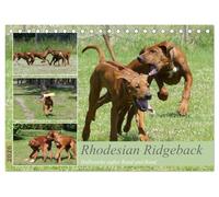 Rhodesian Ridgeback - Halbstarke außer Rand und Band (Tischkalender 2026 DIN A5 quer), CALVENDO Monatskalender: Ridgebacks - Lebensfreude, Eleganz und Kraft