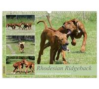Rhodesian Ridgeback - Halbstarke außer Rand und Band (Wandkalender 2026 DIN A3 quer), CALVENDO Monatskalender: Ridgebacks - Lebensfreude, Eleganz und Kraft