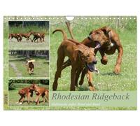 Rhodesian Ridgeback - Halbstarke außer Rand und Band (Wandkalender 2026 DIN A4 quer), CALVENDO Monatskalender: Ridgebacks - Lebensfreude, Eleganz und Kraft