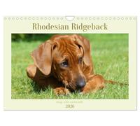 Rhodesian Ridgeback - Jung, wild, zuckersüß (Wandkalender 2026 DIN A4 quer), CALVENDO Monatskalender: Faszination Ridgeback - junge Energiebündel