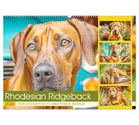 Rhodesian Ridgeback. Kraft und Sanftmut in vollkommener Balance (Wandkalender 2026 DIN A2 quer), CALVENDO Monatskalender: Beeindruckende Hunde mit Charakterstärke und natürlicher Eleganz
