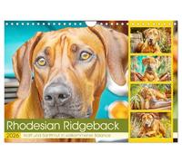 Rhodesian Ridgeback. Kraft und Sanftmut in vollkommener Balance (Wandkalender 2026 DIN A4 quer), CALVENDO Monatskalender: Beeindruckende Hunde mit Charakterstärke und natürlicher Eleganz