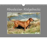 Rhodesian Ridgebacks 2016: High-quality photo calendar of Rhodesian Ridgebacks in their natural environment in South Africa, photographed by Anke van ... (www.germanpix.net) of the breed.