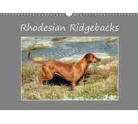 Rhodesian Ridgebacks 2016: High-quality photo calendar of Rhodesian Ridgebacks in their natural environment in South Africa, photographed by Anke van ... (www.germanpix.net) of the breed.