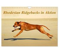 Rhodesian Ridgebacks in Aktion (Wandkalender 2026 DIN A4 quer), CALVENDO Monatskalender: Ein hochqualitativer Foto-Kalender der Hunderasse Rhodesian ... Hunde (Südafrika), dargestellt in Bewegung.