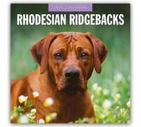 Rhodesian Ridgebacks - Rhodesian Ridgeback 2025 - 16-Monatskalender: Original Red Robin Publishing Ltd-Kalender [Mehrsprachig] [Kalender]