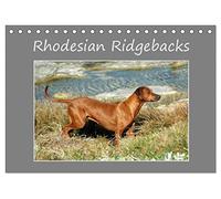 Rhodesian Ridgebacks (Tischkalender 2026 DIN A5 quer), CALVENDO Monatskalender: Ein hochqualitativer Foto-Kalender der Hunderasse "Rhodesian ... in alltäglichen Lebenssituationen.