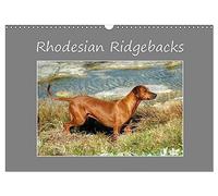 Rhodesian Ridgebacks (Wall Calendar 2026 DIN A3 landscape), CALVENDO 12 Month Wall Calendar: High-quality photo calendar of Rhodesian Ridgebacks in ... (www.germanpix.net) of the breed.