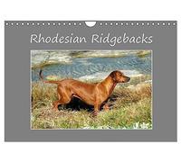 Rhodesian Ridgebacks (Wall Calendar 2026 DIN A4 landscape), CALVENDO 12 Month Wall Calendar: High-quality photo calendar of Rhodesian Ridgebacks in ... (www.germanpix.net) of the breed.