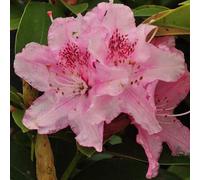 Rhododendron 'albert schweitzer' - 40-50 cm pot