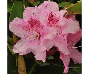 Rhododendron 'albert schweitzer' - 40-50 cm pot