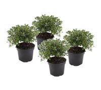 Rhododendron azalea anouk - 4