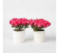 Rhododendron 'Azalea Anouk' - Lot de 2 - Azalée japonaise - 25-40cm - Ø17cm - Multideal