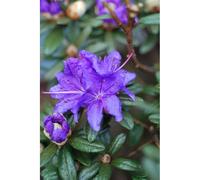 Rhododendron 'azurro' taille du pot - en pot de 4 litres