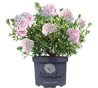 Rhododendron Bloombux, arbuste nain à fleurs roses, persistant et rustique pour jardin extérieur.