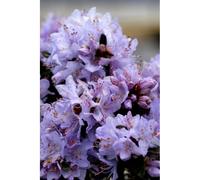 Rhododendron 'blue diamond' taille du pot - en pot de 4 litres