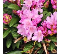 Rhododendron 'caroline allbrook' - 25-30 cm pot