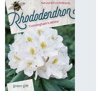 Rhododendron 'Cunninghams White' 40-50 cm pot | Floraison blanche parfumée, idéal jardin boisé & mi-ombre