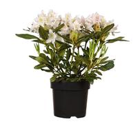 Rhododendron « Cunningham's White » : arbuste à feuilles persistantes, fleurs blanches, feuillage décoratif, compact, facile d'entretien, résistant à l'hiver, idéal pour l'ombre.