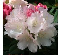 Rhododendron 'dreamland' - 30-40 cm pot