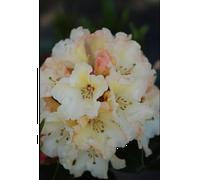 Rhododendron 'horizon monarch' taille du pot - en pot de 5 litres