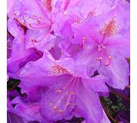 Rhododendron 'Lee'S Dark Purple' 40-50 cm en conteneur