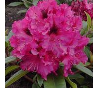 Rhododendron 'marie forte' - 40-50 cm pot
