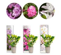 Rhododendron Mix - BLOOMIQUE - Grandiflora, Roseum Elegans, Cunningham’s White - Persistant - D09 cm - H15-20 cm