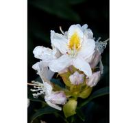 Rhododendron 'mme masson' 15 litres taille du pot - en pot de 15 litres