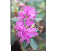 Rhododendron nain 'pjm regal' taille du pot - en pot de 4 litres