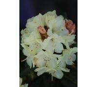 Rhododendron 'nancy evans' taille du pot