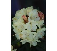 Rhododendron 'nancy evans' taille du pot - en pot de 5 litres