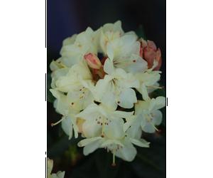 Rhododendron 'nancy evans' taille du pot - en pot de 5 litres