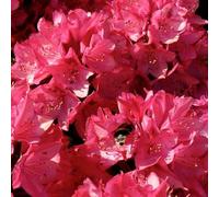 Rhododendron 'nova zembla' - 40-50 cm pot