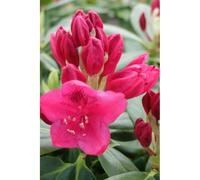 Rhododendron 'nova zembla' taille du pot - en pot de 7.5 litres