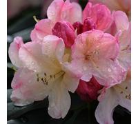 Rhododendron 'percy wiseman' - 40-50 cm pot