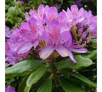 Rhododendron ponticum - 40-60 cm pot