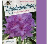 Rhododendron ponticum 'Variegatum' 40-50 cm pot | Feuillage panaché décoratif, fleurs violettes, idéal massif