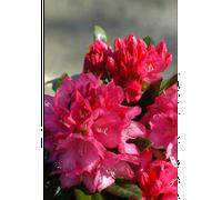 Rhododendron 'sneezy' taille du pot - en pot de 4 litres