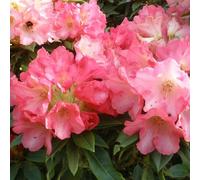 Rhododendron 'surrey heath' - 25-30 cm pot