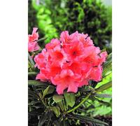 Rhododendron 'tortoiseshell orange' taille du pot - en pot de 5 litres