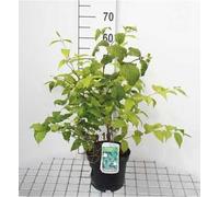 Rhodotypos scandens - Cerisier rose blanc 30- 40 cm - conteneur