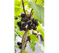 Ribes nigrum 'Blackdown' / Cassissier 'Blackdown' / Conteneur de 2 à 2.9 litres/Fruitier