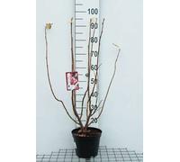 Ribes sang. 'Pulborough Scarlet' - Ribes 50- 60 cm - Conteneur