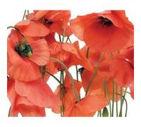 Rideau imprimés fleurs de coquelicot en gros plan 180x160 cm, 2 parts G